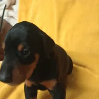 Male 5, a male Doberman Pinscher for sale in Lynchburg, OH – Photo 4 of 5