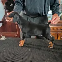 Male 5, a male Doberman Pinscher for sale in Lynchburg, OH – Photo 5 of 5