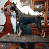 Male 5, a male Doberman Pinscher for sale in Lynchburg, OH – Photo 1 of 5