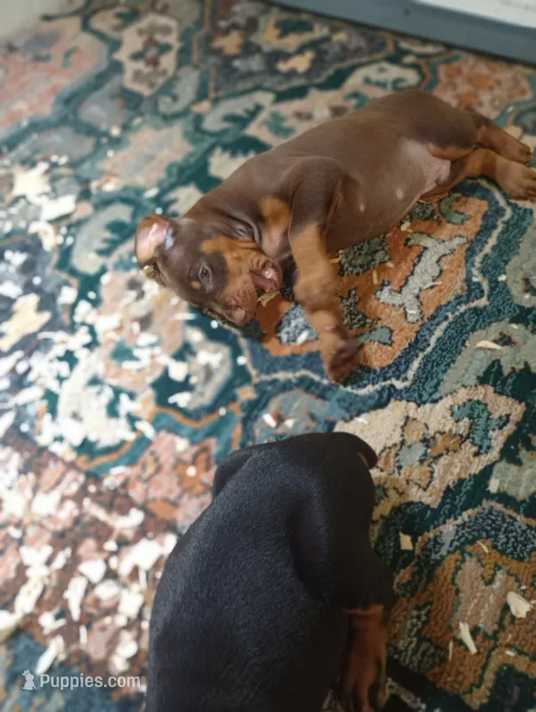Teddy – Doberman Pinscher puppy for sale in Lynchburg, OH