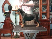 Dixie, a female Doberman Pinscher for sale in Lynchburg, OH – 2 of 2
