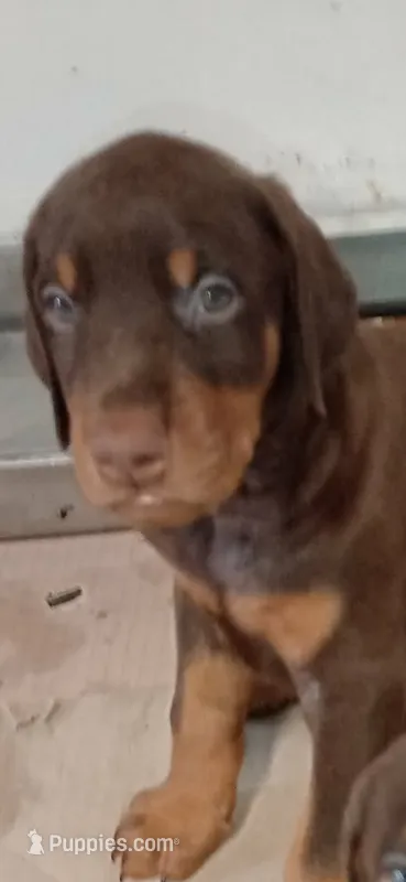 Spot – Doberman Pinscher puppy on hold in Lynchburg, OH