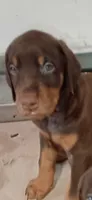 Spot, a male Doberman Pinscher for sale in Lynchburg, OH – 1 of 1