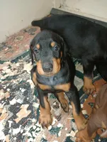 Lucille, a female Doberman Pinscher for sale in Lynchburg, OH – 1 of 1