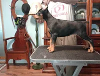 Eevee, a female Doberman Pinscher for sale in Lynchburg, OH – 2 of 2