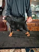 Male 2, a male Doberman Pinscher for sale in Lynchburg, OH – Photo 1 of 3