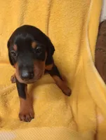 Male 2, a male Doberman Pinscher for sale in Lynchburg, OH – Photo 2 of 3