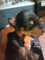 Male 2, a male Doberman Pinscher for sale in Lynchburg, OH – Photo 3 of 3