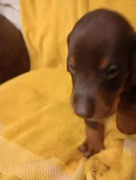 Female 2, a female Doberman Pinscher for sale in Lynchburg, OH – Photo 3 of 3