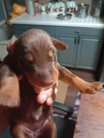 Female 2, a female Doberman Pinscher for sale in Lynchburg, OH – Photo 2 of 3