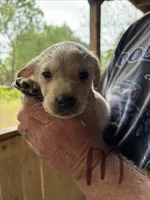 Lab, a male Labrador Retriever for sale in Fayetteville, NC – Photo 8 of 8