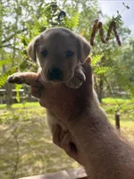 Lab, a male Labrador Retriever for sale in Fayetteville, NC – Photo 6 of 8