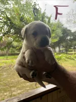Lab, a male Labrador Retriever for sale in Fayetteville, NC – Photo 7 of 8