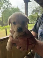 Lab, a male Labrador Retriever for sale in Fayetteville, NC – Photo 2 of 8