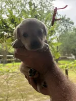 Lab, a male Labrador Retriever for sale in Fayetteville, NC – Photo 4 of 8