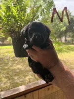 Lab, a male Labrador Retriever for sale in Fayetteville, NC – Photo 5 of 8
