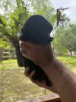 Lab, a male Labrador Retriever for sale in Fayetteville, NC – Photo 3 of 8