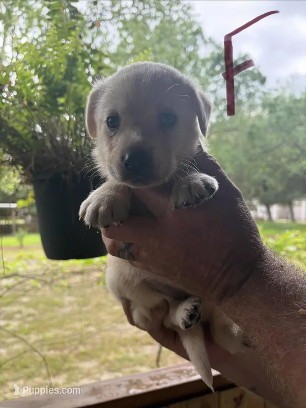 Lab – Labrador Retriever puppy for sale in Fayetteville, NC