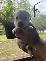 Lab, a male Labrador Retriever for sale in Fayetteville, NC – Photo 1 of 8