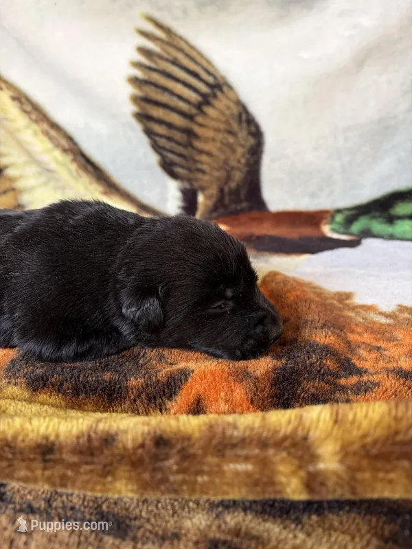 Puppy2 – Labrador Retriever puppy for sale in Fayetteville, NC