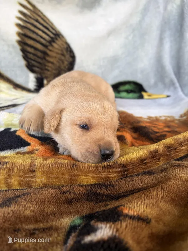 Puppy 4 – Labrador Retriever puppy for sale in Fayetteville, NC