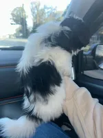 Millie, a female Shih Tzu for sale in Temple, GA – Photo 2 of 2