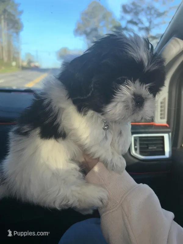 Millie – Shih Tzu puppy for sale in Temple, GA
