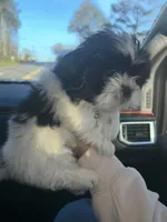 Millie, a female Shih Tzu for sale in Temple, GA – Photo 1 of 2