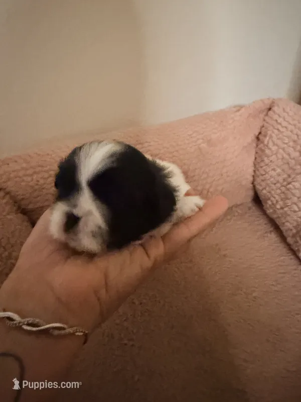 Kadence  – Shih Tzu puppy for sale in Temple, GA