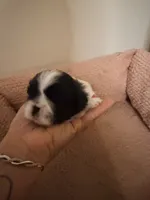 Kadence , a female Shih Tzu for sale in Temple, GA – 1 of 4