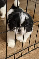 Kadence , a female Shih Tzu for sale in Temple, GA – 2 of 6