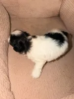 Kadence , a female Shih Tzu for sale in Temple, GA – 4 of 4