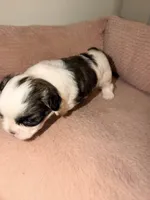 Stella , a female Shih Tzu for sale in Temple, GA – 5 of 5
