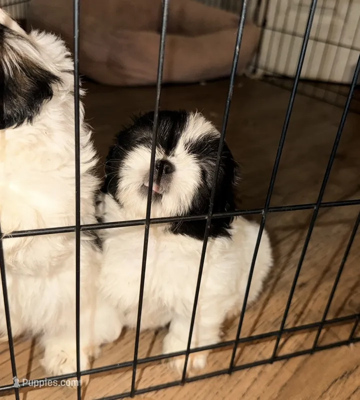 Kadence  – Shih Tzu puppy for sale in Temple, GA