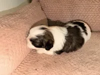 Stella , a female Shih Tzu for sale in Temple, GA – 3 of 5