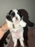 Kadence , a female Shih Tzu for sale in Temple, GA – 2 of 4