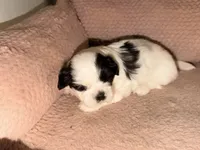 Obie , a male Shih Tzu for sale in Temple, GA – 3 of 3