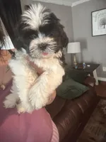 Cojo, a male Shih Tzu for sale in Temple, GA – Photo 3 of 4