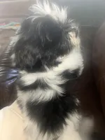 Cojo, a male Shih Tzu for sale in Temple, GA – Photo 2 of 4