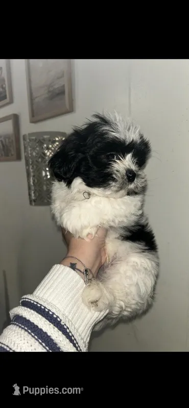 Cojo – Shih Tzu puppy for sale in Temple, GA