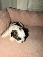 Stella , a female Shih Tzu for sale in Temple, GA – 4 of 5