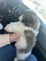 Bertha, a female Shih Tzu for sale in Temple, GA – Photo 2 of 2