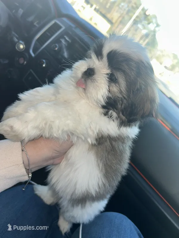 Bertha – Shih Tzu puppy for sale in Temple, GA
