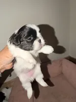 Kadence , a female Shih Tzu for sale in Temple, GA – 3 of 4