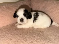 Obie , a male Shih Tzu for sale in Temple, GA – 1 of 3