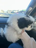 Spottie, a female Shih Tzu for sale in Temple, GA – Photo 2 of 2