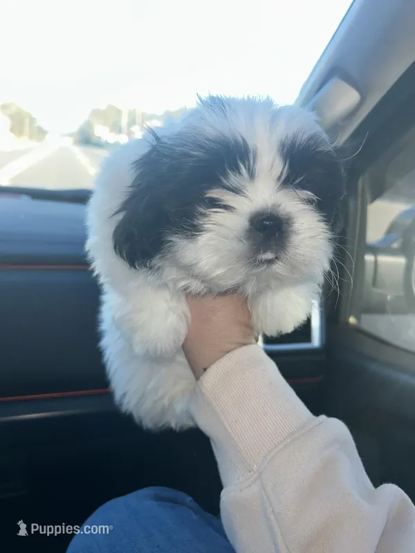 Spottie – Shih Tzu puppy for sale in Temple, GA
