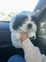 Spottie, a female Shih Tzu for sale in Temple, GA – Photo 1 of 2