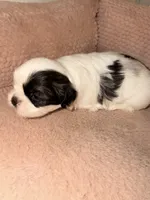 Obie , a male Shih Tzu for sale in Temple, GA – 2 of 3