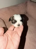 Stella , a female Shih Tzu for sale in Temple, GA – 1 of 5